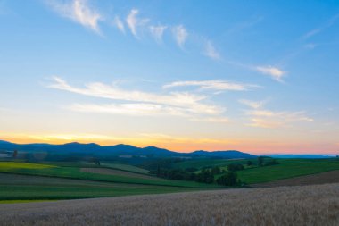 parlak yeşil tarım tarlası 