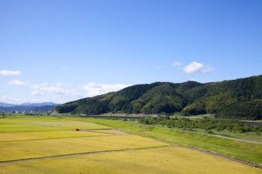 Çeltik pirinç tarlalarının hava manzarası