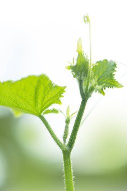 Bahçede yetişen yeşil salatalığın yakın plan görüntüsü.