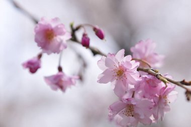 Bahçedeki güzel pembe sakura çiçekleri