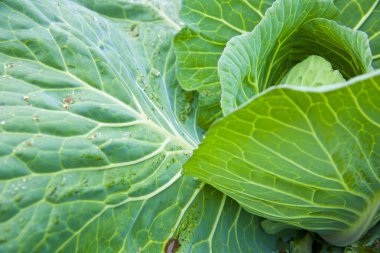 Lahana bahçesinde yakın çekim