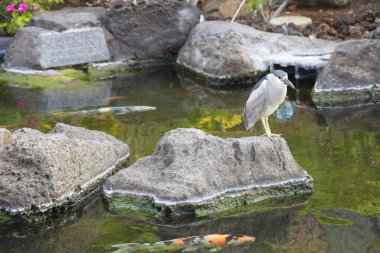 Sudaki gri balıkçıl