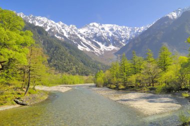 Ağaçlarla dolu bir ormanın içinden akan bir nehir.