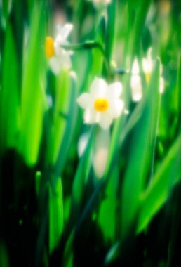 Sarı merkezli beyaz çiçek tarlası.