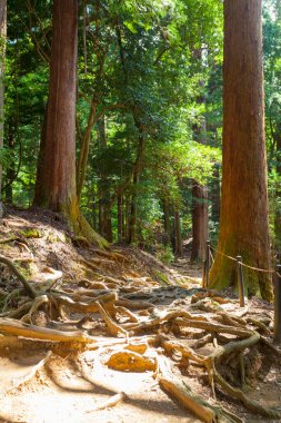 Gündüz vakti ormanda yeşil uzun ağaçlar 