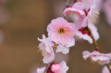 Japonya'nın güzel pembe Sakura çiçeği