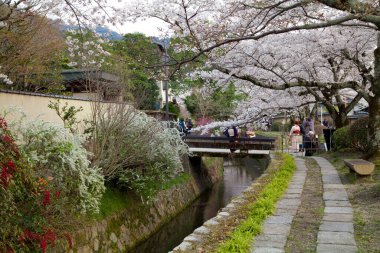 Park 'ta kiraz çiçekleri, Japonya 
