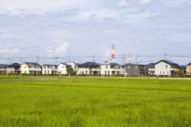 Yeşil pirinç tarlasının arkasındaki banliyö evleri