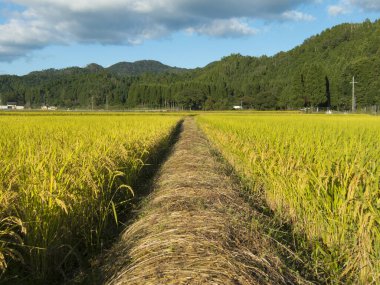 Japonya kırsalında pirinç tarlası