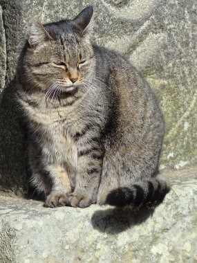 Kedi sokakta oturuyor.