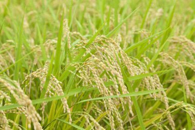 Sabah pirinç tarlası.