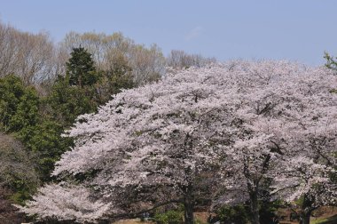 Japonya 'da kiraz çiçekleri, Tokyo