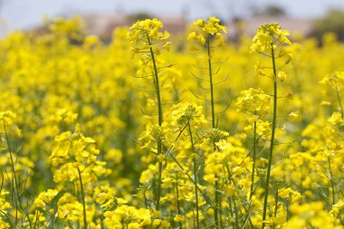 Tecavüz meydanında sarı çiçekler.
