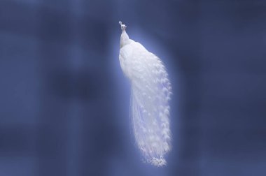 Mavi bulanık arkaplanda güzel beyaz tavus kuşu