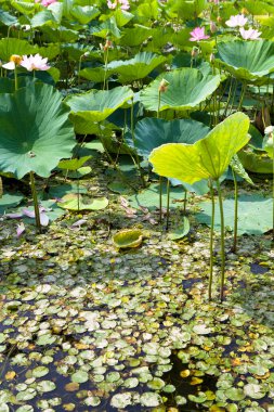 Bir yaz günü yeşil yapraklı ve nilüferli gölet         