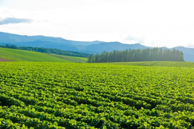 Yeşil alan ve doğa arka planında güzel bulutlar