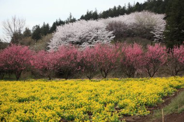 Tarlada güzel çiçekler