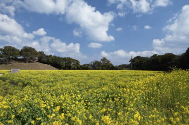 Çiçek tarlası ve mavi gökyüzü olan güzel bir manzara.