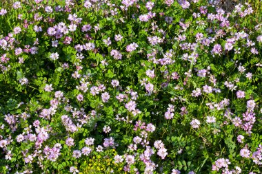 Bahçenin güzel çiçekleri