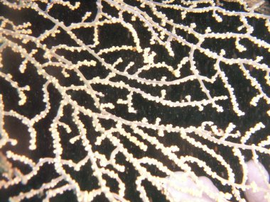 Koyu arkaplanda beyaz mercan dallarının karmaşık desenleri