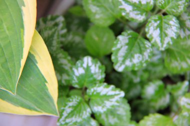 yeşil yapraklar, bitkiler ve yapraklar