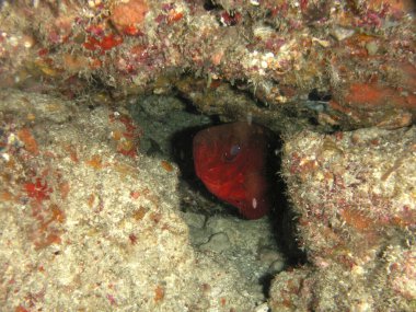 Güzel tropikal deniz balıklarının sualtı manzarası 