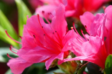 Güzel çiçekler, yakın görüş, doğa konsepti.