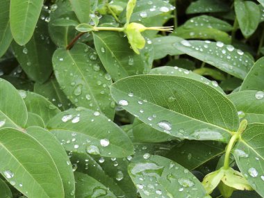 Yağmurdan sonra yeşil yaprakların üzerindeki su damlacıklarının yakın görüntüsü