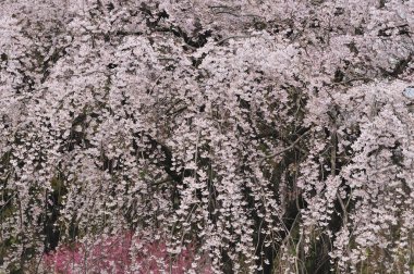 İlkbaharda kiraz çiçeği açar.