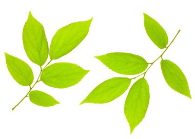 beyaz arkaplanda yeşil yapraklar izole 