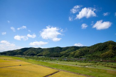 Çeltik pirinç tarlalarının hava manzarası