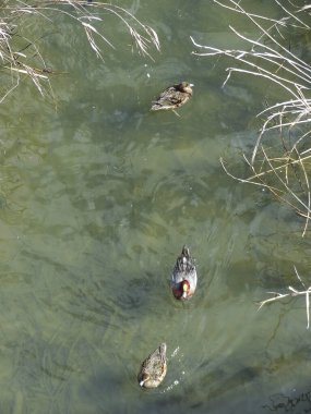 Ördekler gölette yüzüyor. 