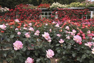 Bahçede açan güzel güller