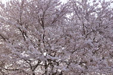 Gündüz kiraz çiçeği, arka plan görünümü 