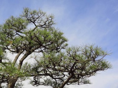Ormandaki çam ağaçları 