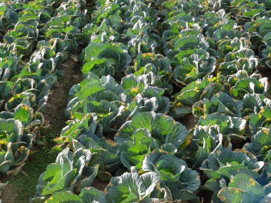 Bahçede lahana yetişiyor.