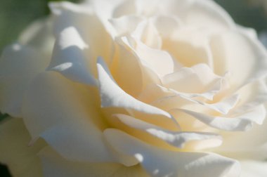 Arkaplanı bulanık güzel bir gül çiçeğinin yakın çekimi..