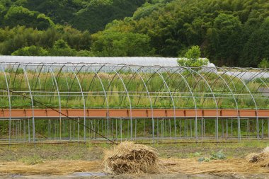 Serada taze yeşil bitkiler yetişiyor. 