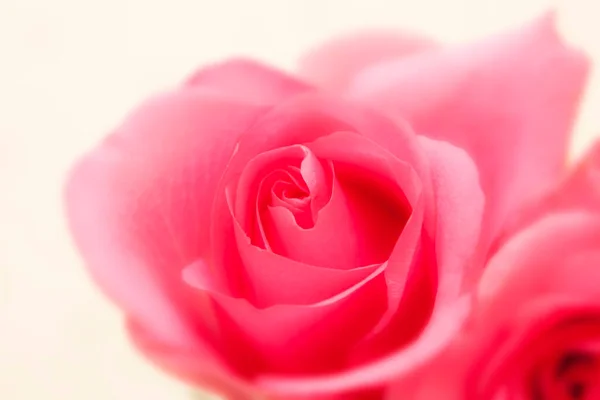 Close Zicht Prachtige Rode Rozen Bloemen Tuin — Stockfoto