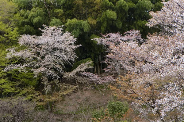 Живописный Снимок Красивых Цветущих Сакур Горах Наре Япония — стоковое фото