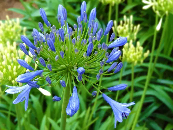 Modré Chrpy Zahradě — Stock fotografie