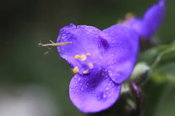 Macro Shot Water Drops Purple Flower — Stock Photo, Image