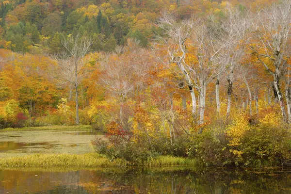 Όμορφο Φθινοπωρινό Τοπίο Λίμνη Και Δάσος — Φωτογραφία Αρχείου