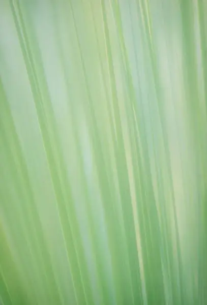 Niewyraźne Zielone Liście Flora Liście Abstrakcyjne Naturalne Tło — Zdjęcie stockowe