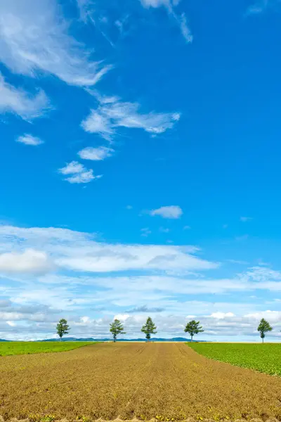 Field Blue Sky — Stock Photo, Image