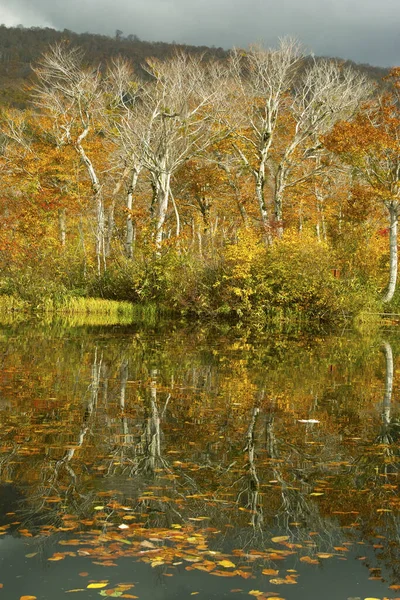 Όμορφο Φθινοπωρινό Τοπίο Λίμνη Και Δάσος — Φωτογραφία Αρχείου