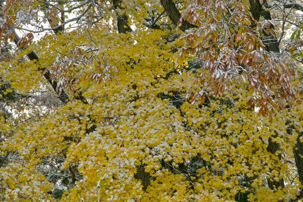 Όμορφο Φθινοπωρινό Τοπίο Κίτρινα Δέντρα Καλυμμένα Πρώτο Χιόνι — Φωτογραφία Αρχείου