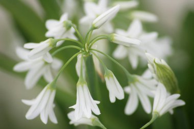 Arka planda güzel beyaz çiçekler, kapatın.