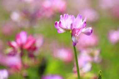 Bahçedeki güzel çiçekler