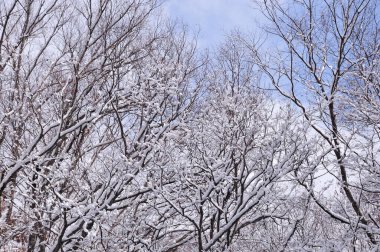 Kış ormanı karla kaplı.